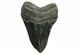 Serrated, Fossil Megalodon Tooth - South Carolina #374091-2
